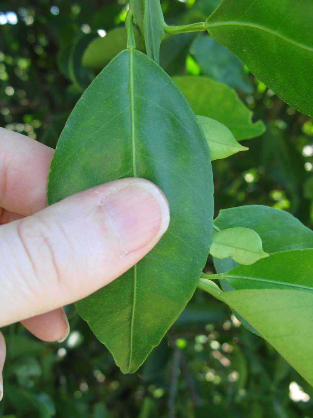              Unifoliolate leaf (Winter Haven, FL)       